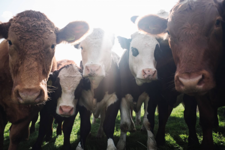 Januar steht für neue Anfänge: Vegan für Beginner!