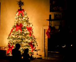 Lebendiger und nachhaltiger Christbaum