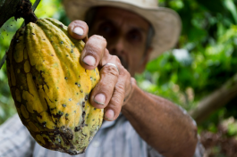 Das Superfood der alten Götter: Kakao