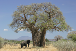 5 Möglichkeiten, wie Baobab dein Leben verbessern kann